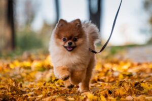 The 20 Most Adorable Small Dog Breeds to Melt Your Heart