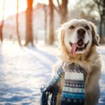 Dog Behavioral Care Advice: Understanding Sudden Behavioral Changes in Dogs