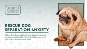 Dog Mental Health Tips: Improving Well-Being for Both You and Your Pet