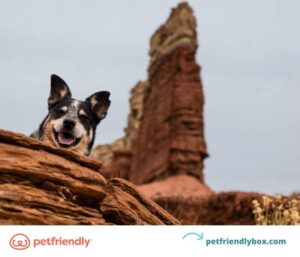 Best Dog friendly Vacations: Travel Spots You and Your Pup Will Love